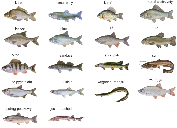 Ryby które można złowić na naszym łowisku